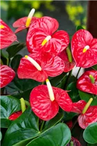 Anthurium x andreanum 'Red Champion'® - Flamingoblume 'Red Champion'®