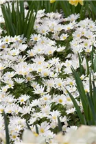 Anemone blanda 'White Splendour' - Garten-Strahlen-Windröschen 'White Splendour'