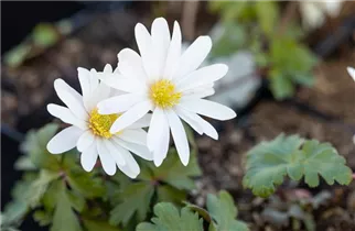Anemone blanda 'White Splendour' - Garten-Strahlen-Windröschen 'White Splendour'