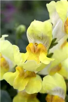 Antirrhinum pendula 'Magic Lanterns' - Löwenmäulchen