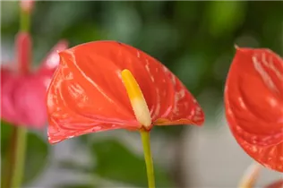 Anthurium x andreanum 'Coral' - Flamingoblume 'Coral'