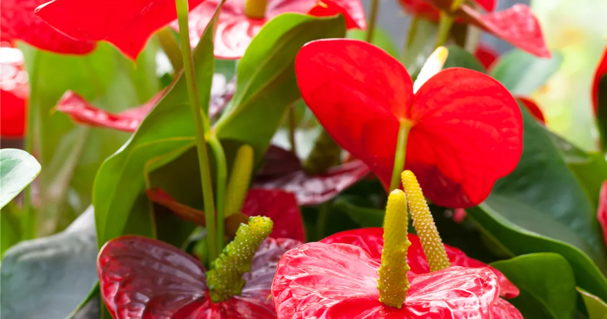 Flamingoblume 'Dakota', Anthurium x andreanum 'Dakota'