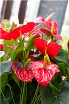 Anthurium x andreanum 'Dakota' - Flamingoblume 'Dakota'