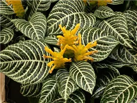 Aphelandra squarrosa - Glanzkölbchen