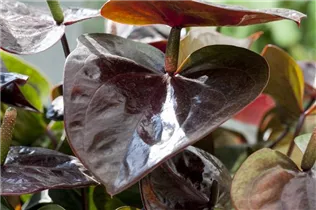 Anthurium x andreanum 'Giant Chocolate'® - Flamingoblume 'Giant Chocolate'®