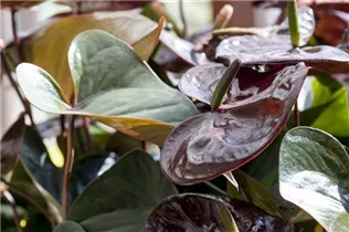 Anthurium x andreanum 'Giant Chocolate'® - Flamingoblume 'Giant Chocolate'®