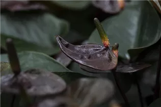 Anthurium x andreanum 'Giant Chocolate'® - Flamingoblume 'Giant Chocolate'®