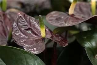 Anthurium x andreanum 'Giant Chocolate'® - Flamingoblume 'Giant Chocolate'®