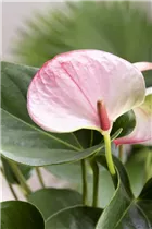 Anthurium x andreanum 'Hot Lips' - Flamingoblume 'Hot Lips'
