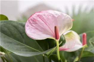 Anthurium x andreanum 'Hot Lips' - Flamingoblume 'Hot Lips'