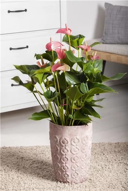 Flamingoblume 'Hot Lips', Anthurium x andreanum 'Hot Lips'