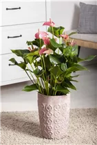 Anthurium x andreanum 'Hot Lips' - Flamingoblume 'Hot Lips'