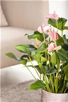 Anthurium x andreanum 'Hot Lips' - Flamingoblume 'Hot Lips'