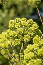Angelica archangelica - Echte Engelwurz