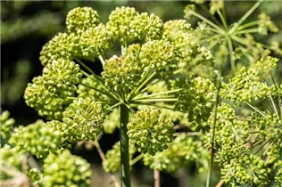 Angelica archangelica - Echte Engelwurz