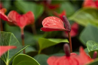 Anthurium x andreanum 'Lipstick Red' - Flamingoblume 'Lipstick Red'