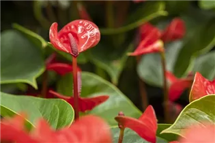 Anthurium x andreanum 'Lipstick Red' - Flamingoblume 'Lipstick Red'