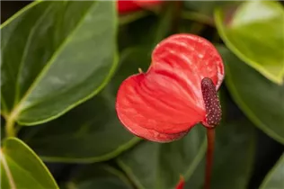 Anthurium x andreanum 'Lipstick Red' - Flamingoblume 'Lipstick Red'