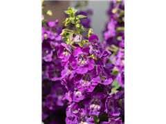 Angelonia ANGELFACE - Angelonie ANGELFACE Angelonia ANGELFACE - Angelonie ANGELFACE