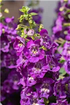 Angelonia ANGELFACE - Angelonie ANGELFACE Angelonia ANGELFACE - Angelonie ANGELFACE