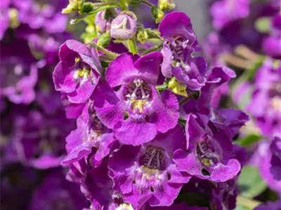 Angelonia ANGELFACE - Angelonie ANGELFACE Angelonia ANGELFACE - Angelonie ANGELFACE