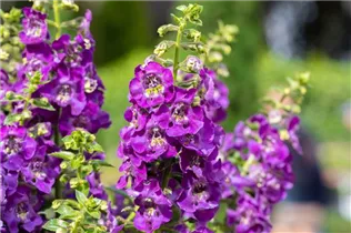 Angelonia ANGELFACE - Angelonie ANGELFACE Angelonia ANGELFACE - Angelonie ANGELFACE