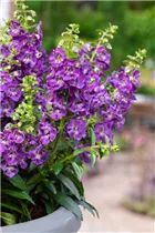 Angelonia ANGELFACE - Angelonie ANGELFACE Angelonia ANGELFACE - Angelonie ANGELFACE