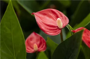 Anthurium x andreanum 'Million Flowers' - Flamingoblume 'Million Flowers'