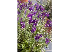 Angelonia angustifolia - Engelsgesichtige Angelonie Angelonia angustifolia - Engelsgesichtige Angelonie