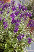 Angelonia angustifolia - Engelsgesichtige Angelonie Angelonia angustifolia - Engelsgesichtige Angelonie