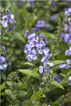 Angelonia angustifolia - Engelsgesichtige Angelonie Angelonia angustifolia - Engelsgesichtige Angelonie