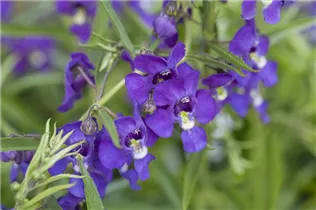 Angelonia gardneri - Angelonie Angelonia gardneri - Angelonie