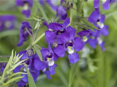 Angelonia gardneri - Angelonie Angelonia gardneri - Angelonie