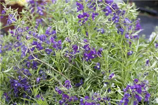 Angelonia gardneri - Angelonie Angelonia gardneri - Angelonie