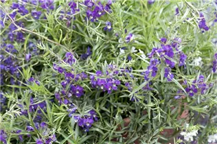 Angelonia gardneri - Angelonie Angelonia gardneri - Angelonie