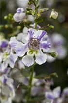 Angelonia angustifolia - Engelsgesichtige Angelonie Angelonia angustifolia - Engelsgesichtige Angelonie