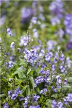 Angelonia angustifolia - Engelsgesichtige Angelonie Angelonia angustifolia - Engelsgesichtige Angelonie
