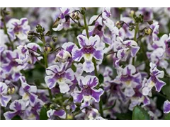Angelonia angustifolia Alonia™ - Angelonia angustifolia Alonia™ Angelonia angustifolia Alonia™ - Angelonia angustifolia Alonia™
