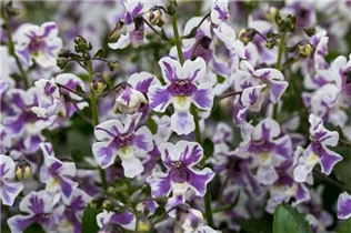 Angelonia angustifolia Alonia™ - Angelonia angustifolia Alonia™ Angelonia angustifolia Alonia™ - Angelonia angustifolia Alonia™