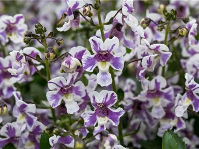 Angelonia angustifolia Alonia™ - Angelonia angustifolia Alonia™ Angelonia angustifolia Alonia™ - Angelonia angustifolia Alonia™