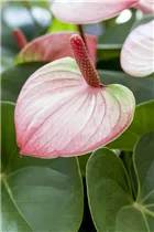 Anthurium x andreanum 'Mystique' - Flamingoblume 'Mystique'