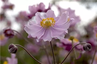 Anemone hupehensis 'Fantasy'® - Anemone 'Fantasy'® Anemone hupehensis 'Fantasy'® - Anemone 'Fantasy'®