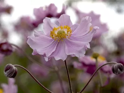 Anemone hupehensis 'Fantasy'® - Anemone 'Fantasy'® Anemone hupehensis 'Fantasy'® - Anemone 'Fantasy'®