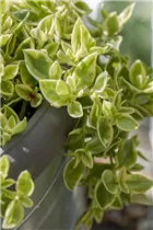 Aptenia cordifolia 'Variegata' - Ausdauerndes Eisenkraut 'Variegata'