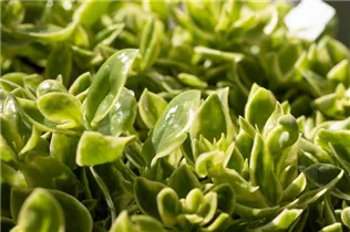 Aptenia cordifolia 'Variegata' - Ausdauerndes Eisenkraut 'Variegata'