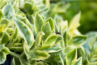 Aptenia cordifolia 'Variegata' - Ausdauerndes Eisenkraut 'Variegata'
