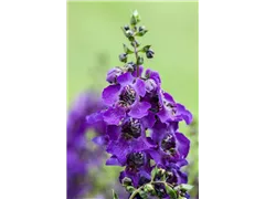 Angelonia angustifolia 'Archangel' - Engelsgesichtige Angelonie 'Archangel' Angelonia angustifolia 'Archangel' - Engelsgesichtige Angelonie 'Archangel'