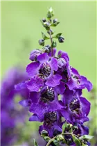 Angelonia angustifolia 'Archangel' - Engelsgesichtige Angelonie 'Archangel' Angelonia angustifolia 'Archangel' - Engelsgesichtige Angelonie 'Archangel'