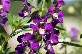Angelonia angustifolia 'Archangel' - Engelsgesichtige Angelonie 'Archangel' Angelonia angustifolia 'Archangel' - Engelsgesichtige Angelonie 'Archangel'