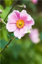 Anemone hupehensis 'Pink Saucer' - Herbst-Anemone 'Pink Saucer'